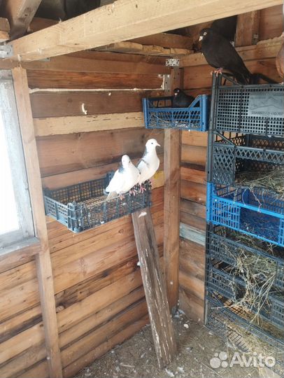 Продажа голубей
