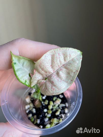 Пикси,микрофилла,Эльдорадо,Керли,Вианди