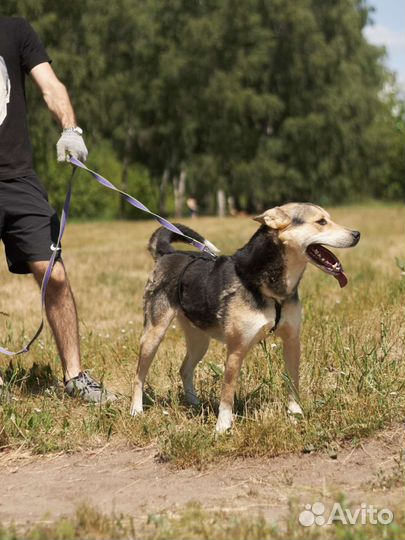 Собака ищет хозяина