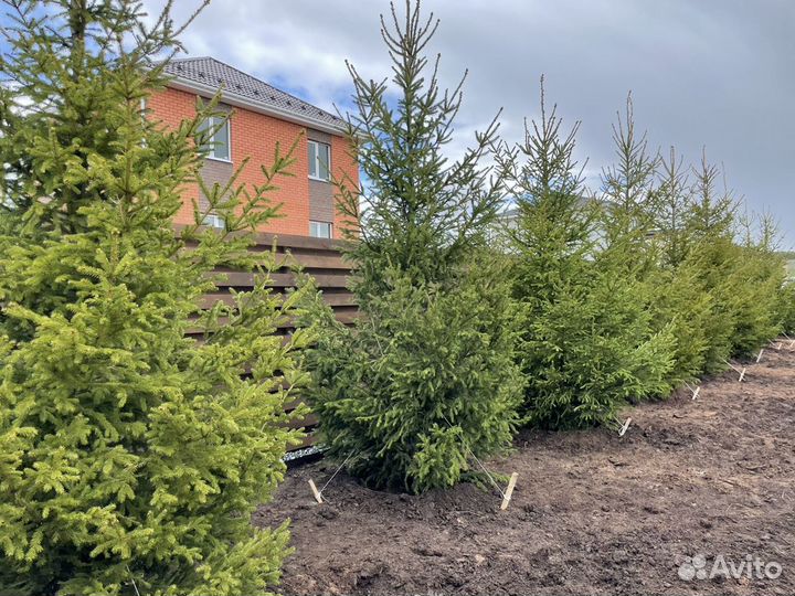 Ель обыкновенная