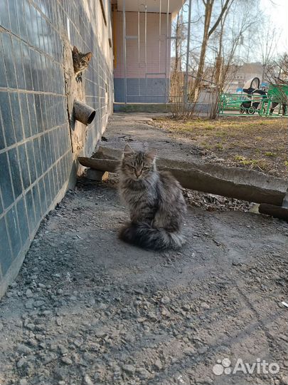 Кошечка в беде