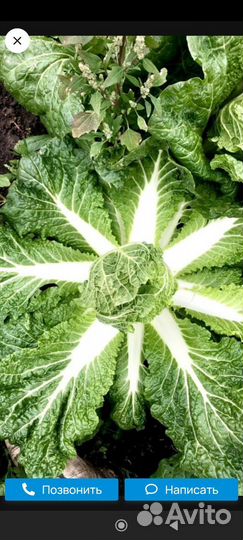 Пекинская капуста выращенная в теплице