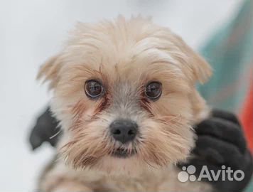 Девочка в добрые руки