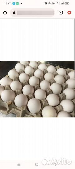 Утиные яйца