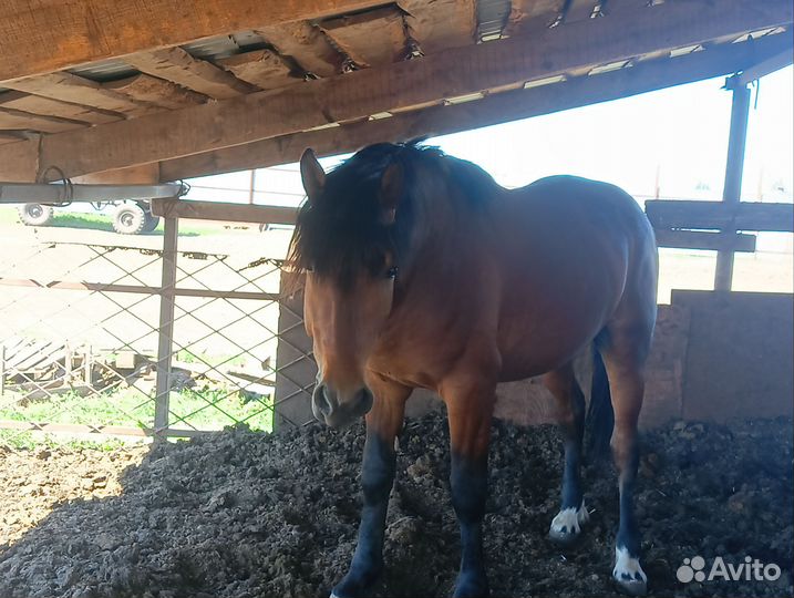 Жеребцы полутяжи