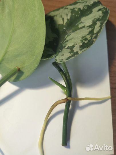 Сциндапсус Треби