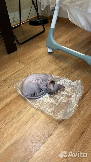 Донской сфинкс