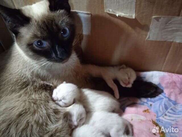 Тайские котята 1,5 месяца объявление продам