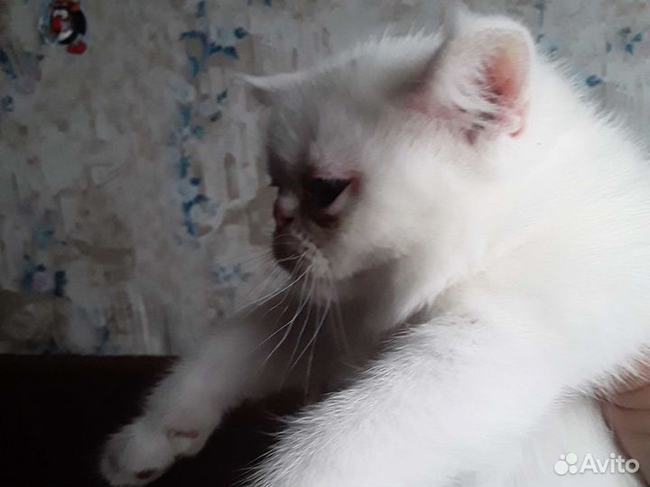 Экзотическая