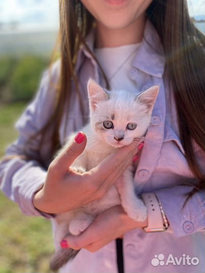 Британские котята