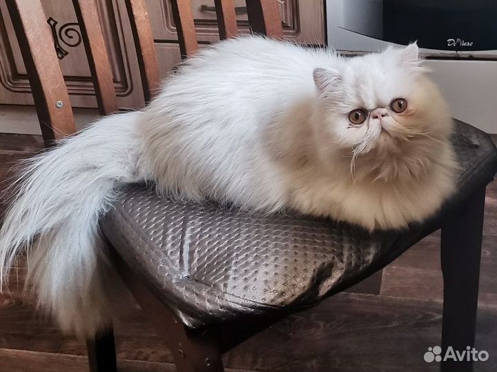 Персидская кошка