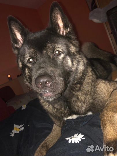 Американская акита (вязка)