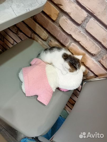 Кот бесплатно