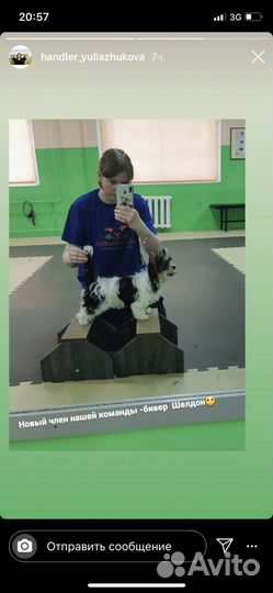 Бивер йоркширский терьер мини вязка