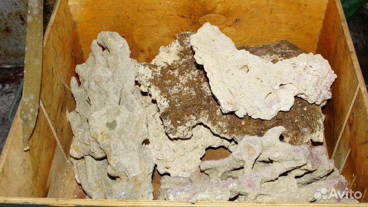 Кораллы в аквариум