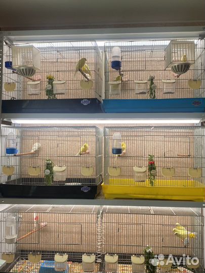 Канарейки Ватерслагеры