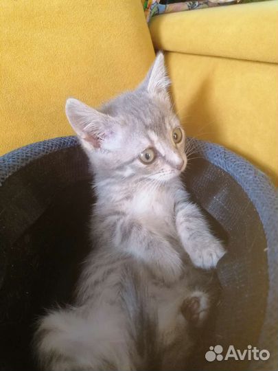 Котёнок девочка в добрые руки