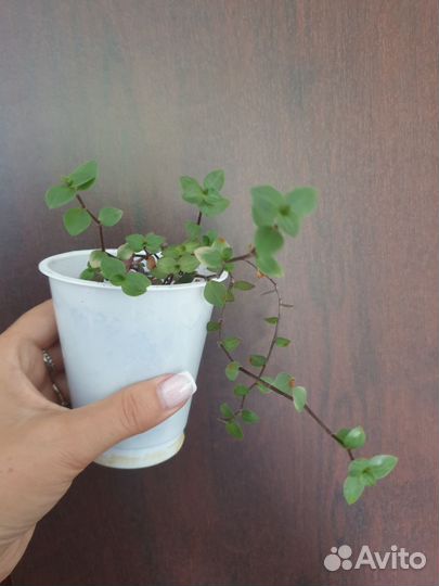 Традесканция мини