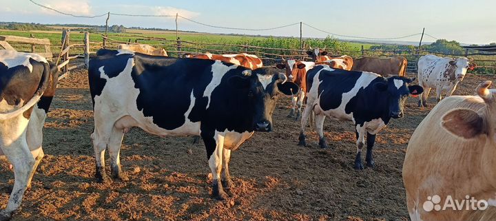 Продам Коров