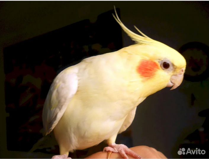 Попугай корелла с клеткой