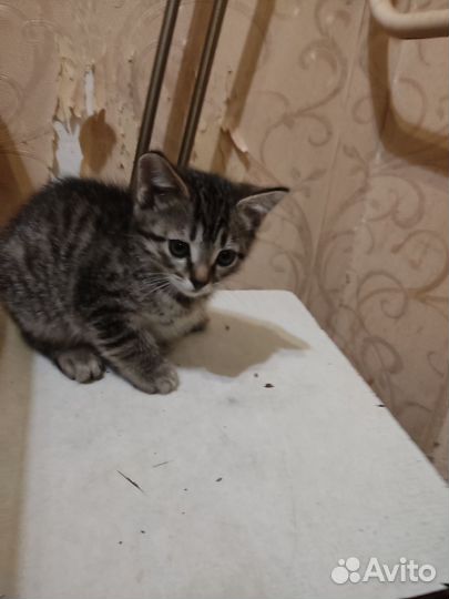 Котята