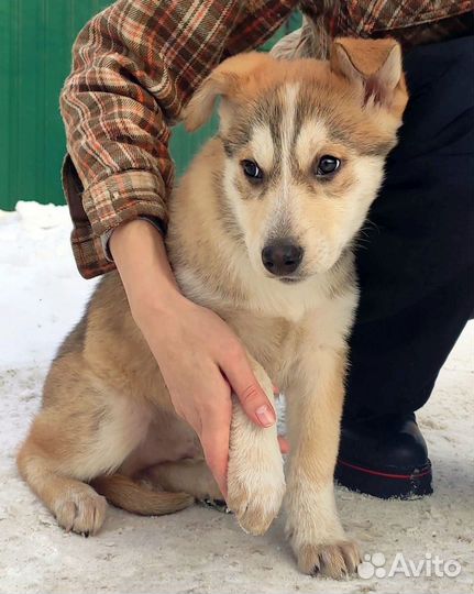 Отдаю щенка в добрые руки