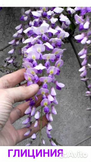 Глициния голубая луна