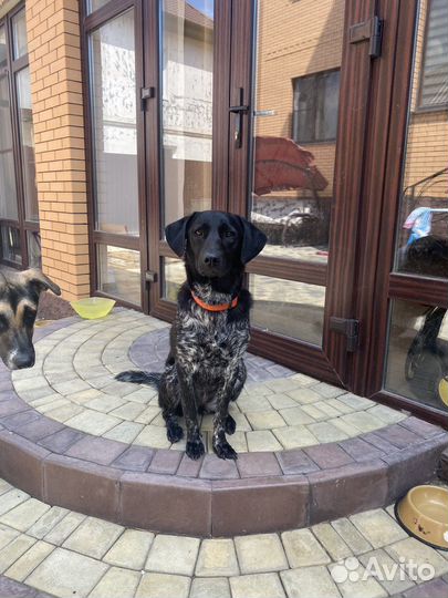 Собака в добрые руки