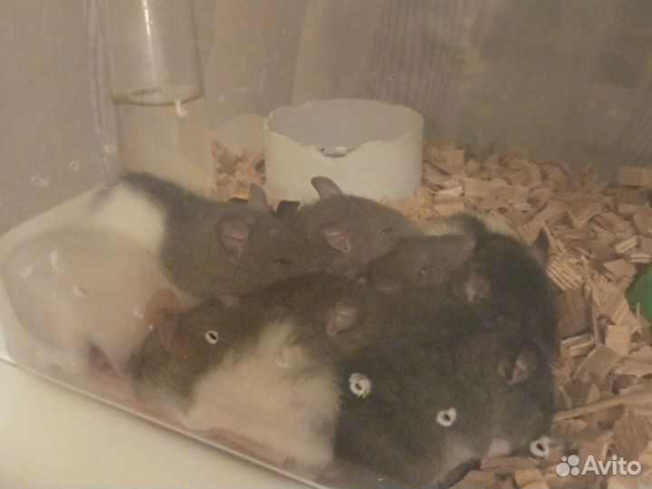 Крысы Дамбо