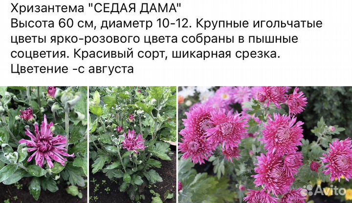 Хризантема многолетняя средняя