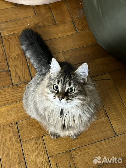 Кошка метис себирской в добрые руки