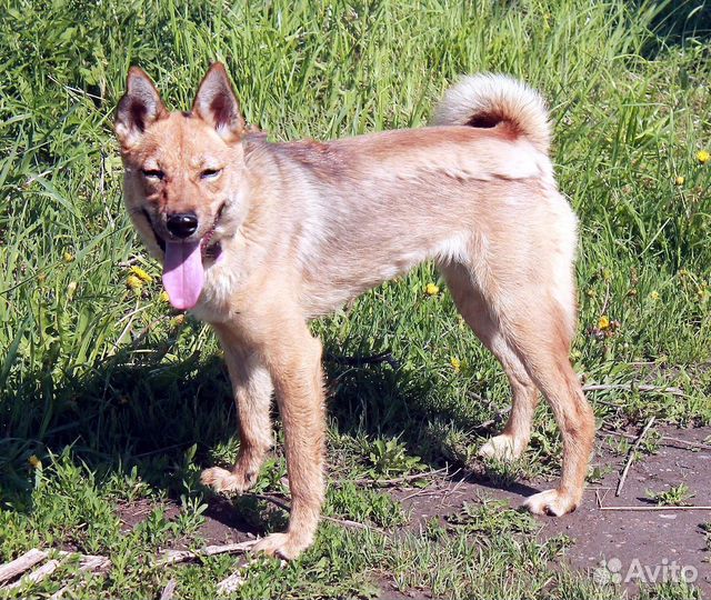 Небольшая собака