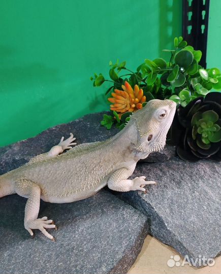 Бородатая агама Зеро