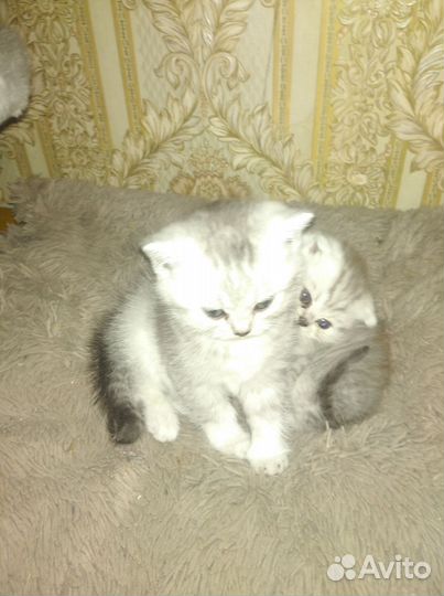 Британские котята