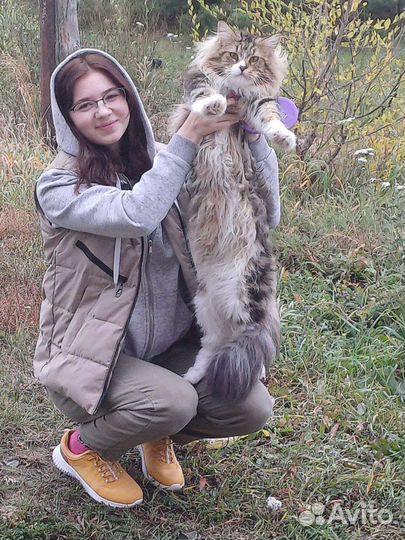 Кот Мейн-кун вязка