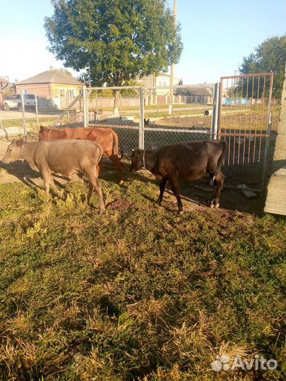 Телята бычки