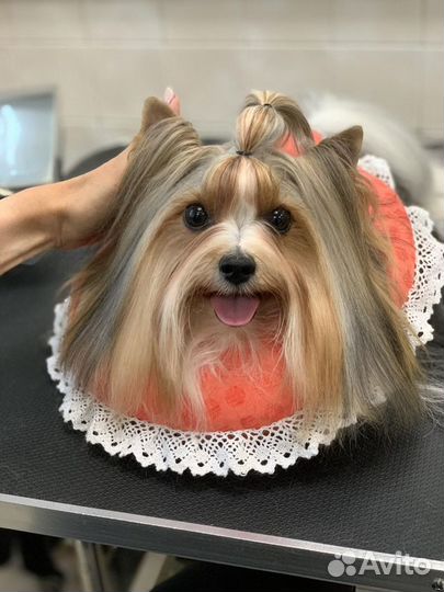 Вязка собак Бивер