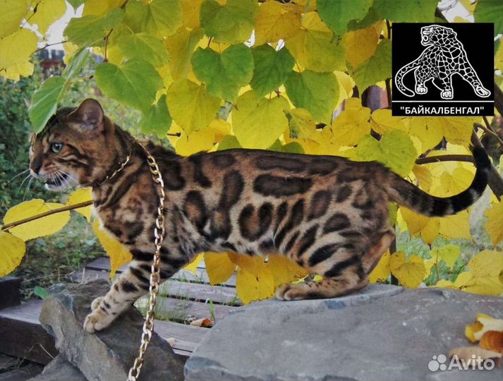 Бенгальский кот. Вязка