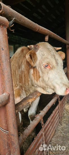 Быки сементалы