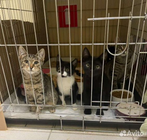 Котята подростки. 4м. Из клетки. Москва