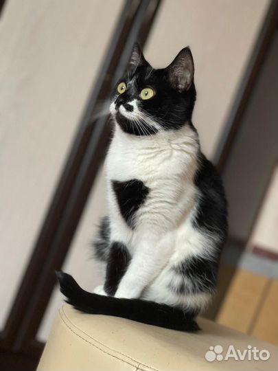 Кошка