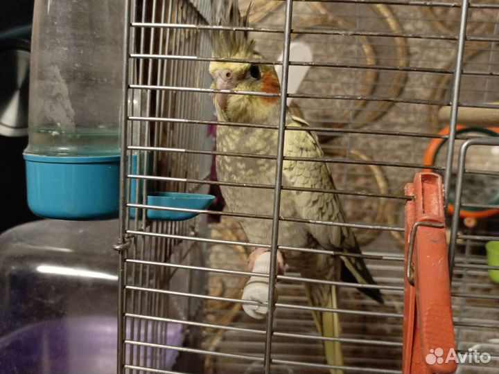 Карелла птинец