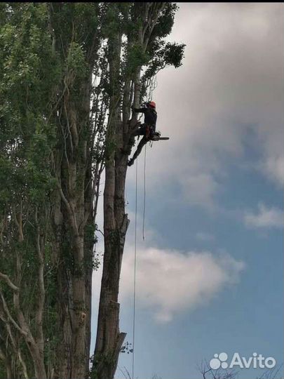 Спил деревьев