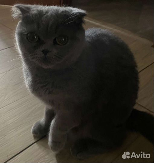 Шотландская вислоухая кошка бесплатно