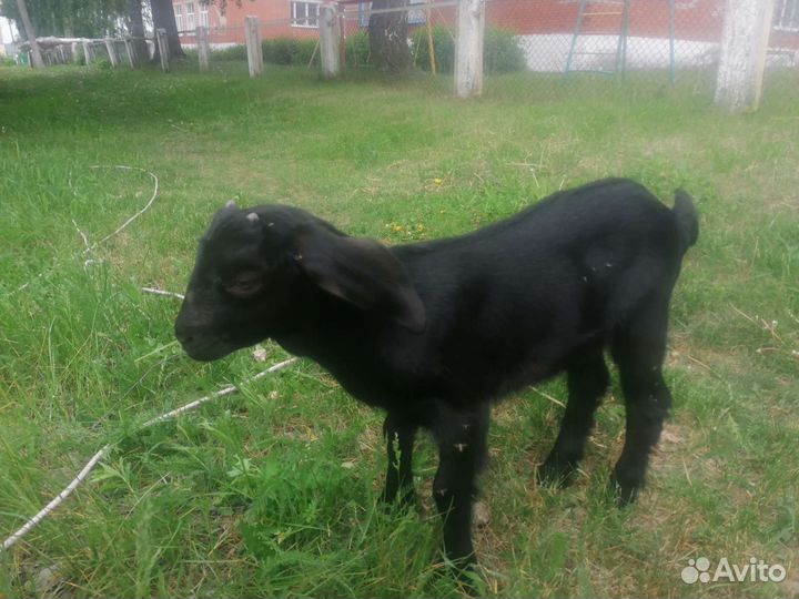Нубийский козлик