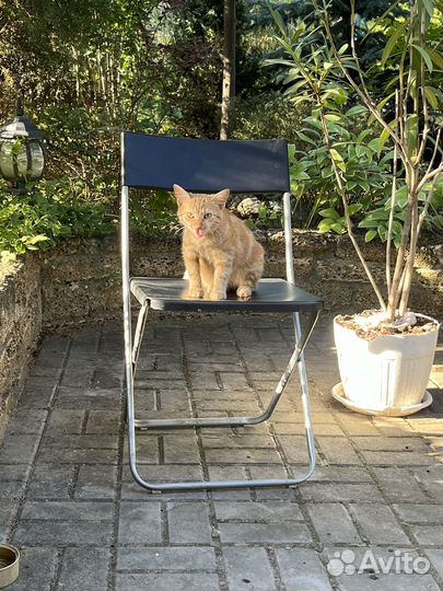 Рыжий котенок