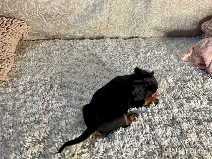 Кавалер кинг чарльз спаниель