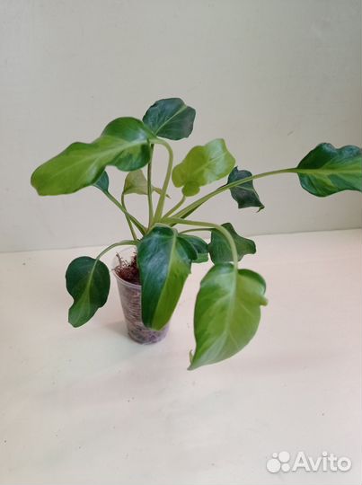 Цветы комнатные