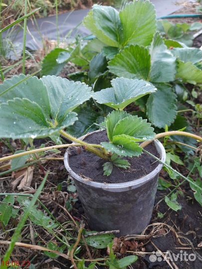 Рассада клубники Фестивальная