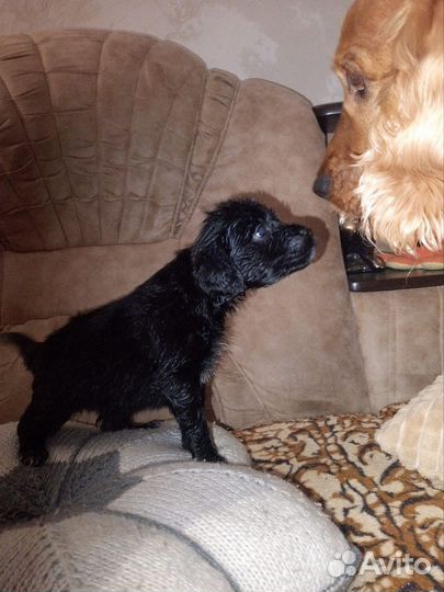 Отдам щенков